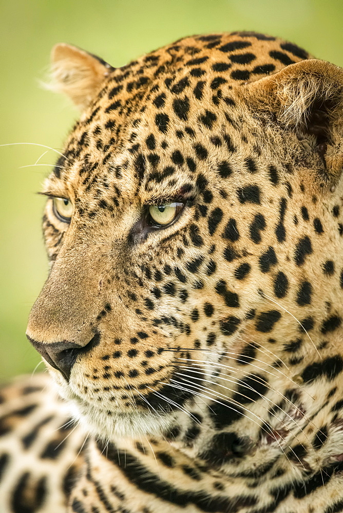 Close-up of male leopard (Panthera pardus) head turned left, Cottar's 1920s Safari Camp, Maasai Mara National Reserve; Kenya