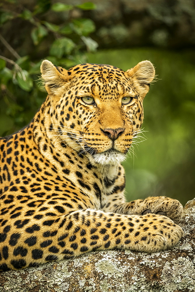 Close-up of leopard (Panthera pardus) on branch facing right, Cottar's 1920s Safari Camp, Maasai Mara National Reserve; Kenya