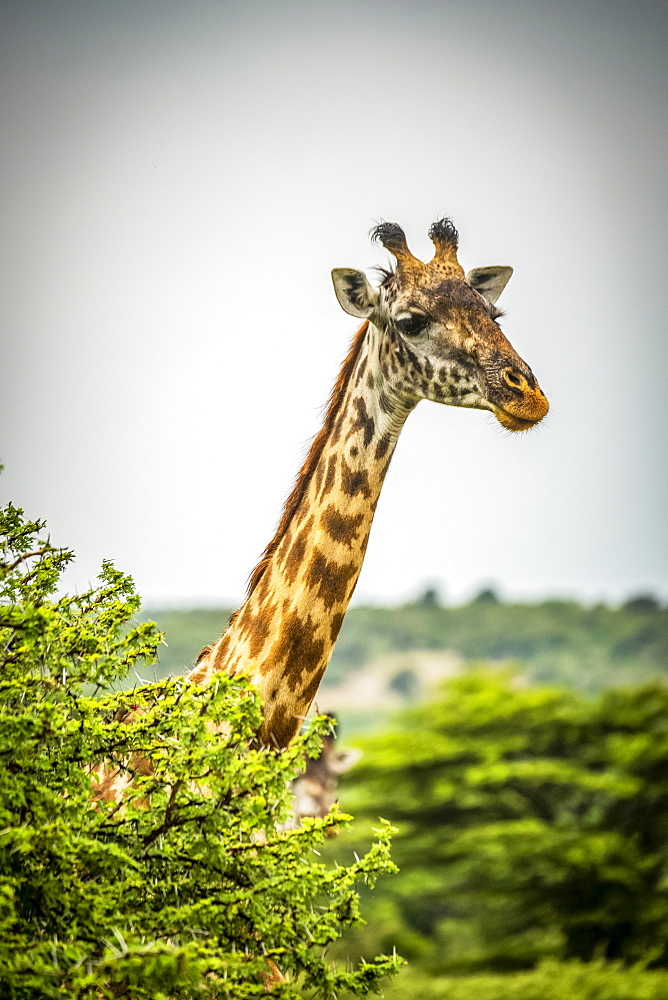 Masai giraffe (Giraffa camelopardalis tippelskirchii) pokes head above leafy bush, Cottar's 1920s Safari Camp, Maasai Mara National Reserve; Kenya