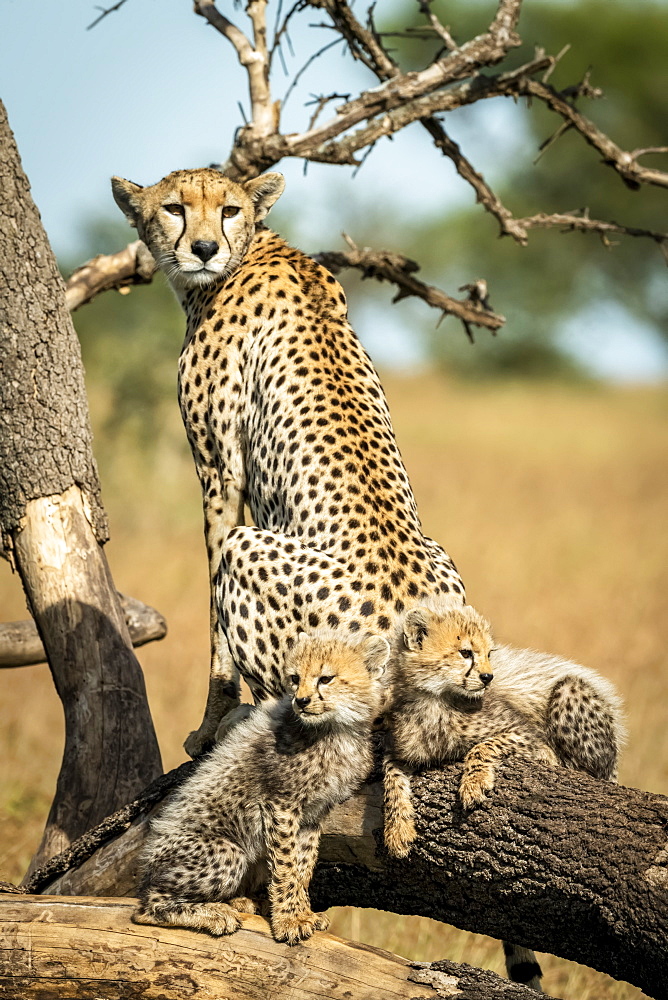 Cheetah (Acinonyx jubatus) sits with two cubs on dead branch, Grumeti Serengeti Tented Camp, Serengeti National Park; Tanzania