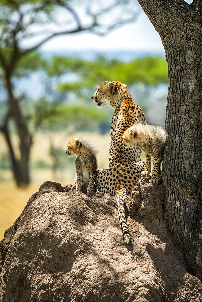 Cheetah and two cubs (Acinonyx jubatus) lying on mound, Grumeti Serengeti Tented Camp, Serengeti National Park; Tanzania