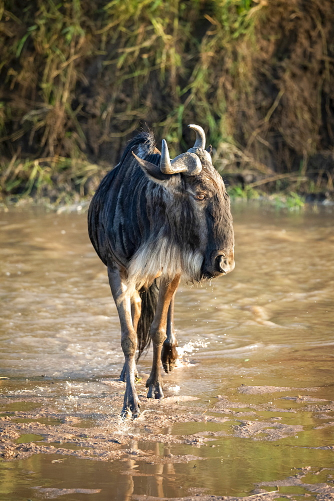 Blue wildebeest (Connochaetes taurinus) crosses shallow river turning head, Cottar's 1920s Safari Camp, Maasai Mara National Reserve; Kenya