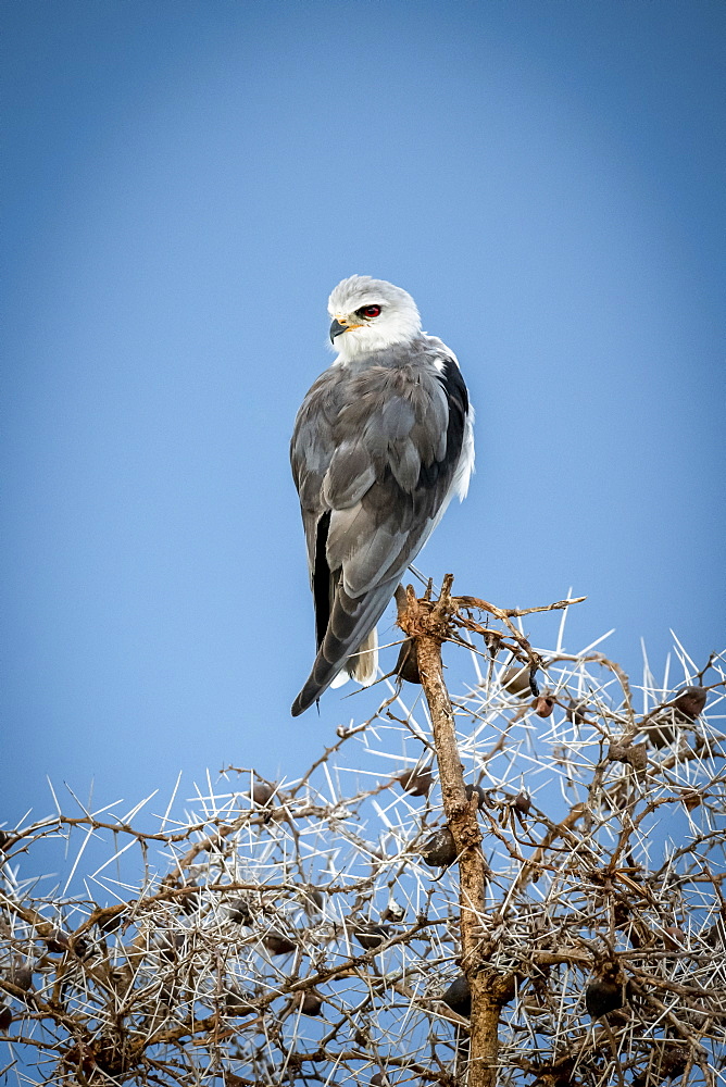 Black-shouldered kite (Elanus caeruleus) perches on thornbush looking back, Grumeti Serengeti Tented Camp, Serengeti National Park; Tanzania