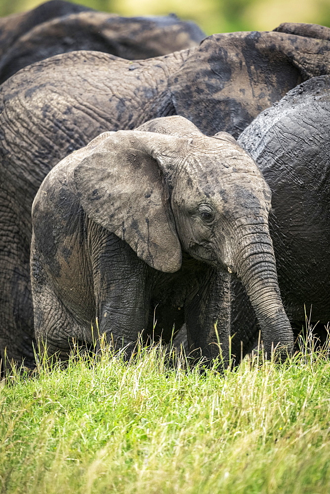 African bush elephant calf (Loxodonta africana) stands with herd, Klein's camp, Serengeti National Park; Tanzania