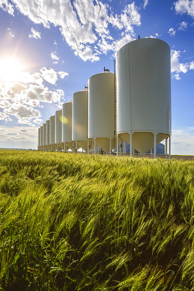 White grain bins in a row along a ripening wheat field; Alberta, Canada