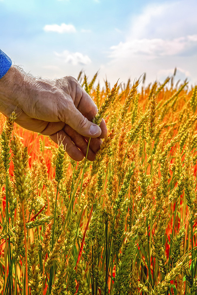 A farmer reaching out to touch the grain heads of a ripening crop; Alberta, Canada