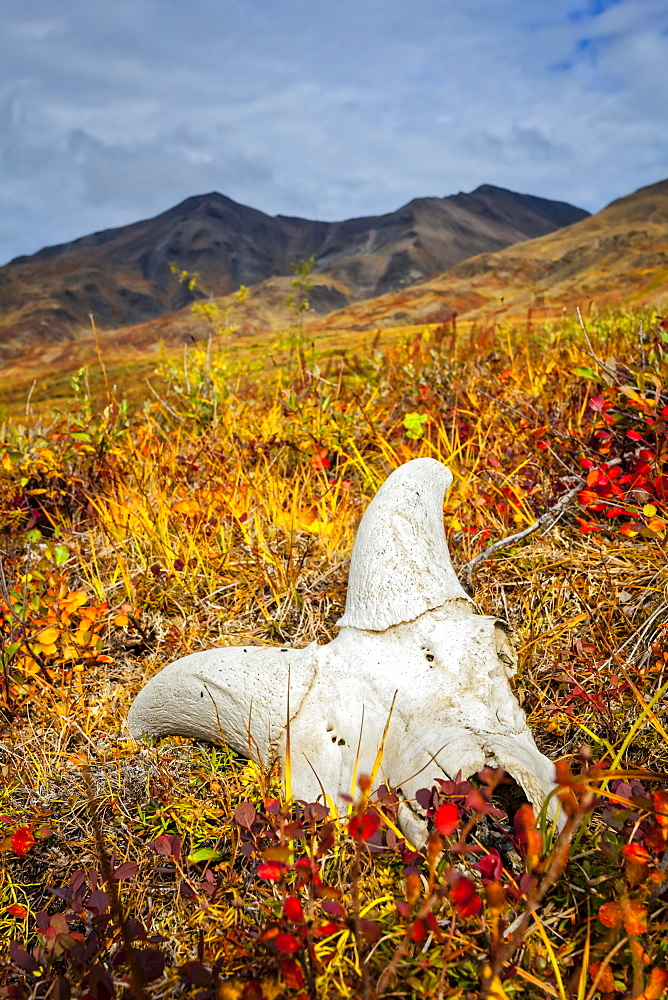 Dall Sheep's skull on fall coloured tundra, Brooks Mountains in the background. Gates of the Arctic National Park and Preserve, Arctic Alaska in autumn; Alaska, United States of America