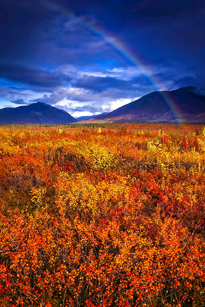 Rainbow over autumn coloured tundra, Alaska Range in the background, Interior Alaska in autumn; Cantwell, Alaska, United States of America