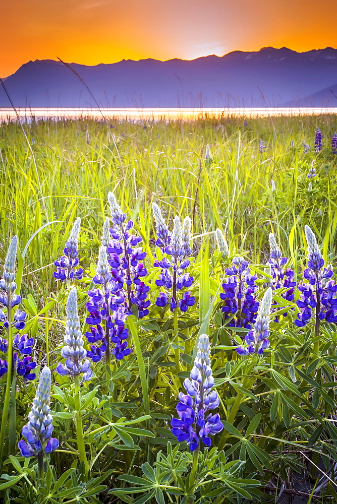 Close-up of Lupine (Lupinus arcticus) flowers in a field at sunset, Turnagain Arm of Cook Inlet and Chugach Mountains in the background, South-central Alaska in summertime; Portage, Alaska, United States of America