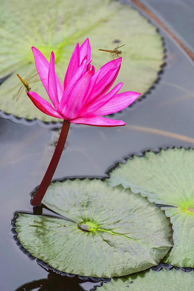 Dragonfly resting on blossoming fuchsia lotus (Nelumbo) plant, Nong Han Lake; Thailand