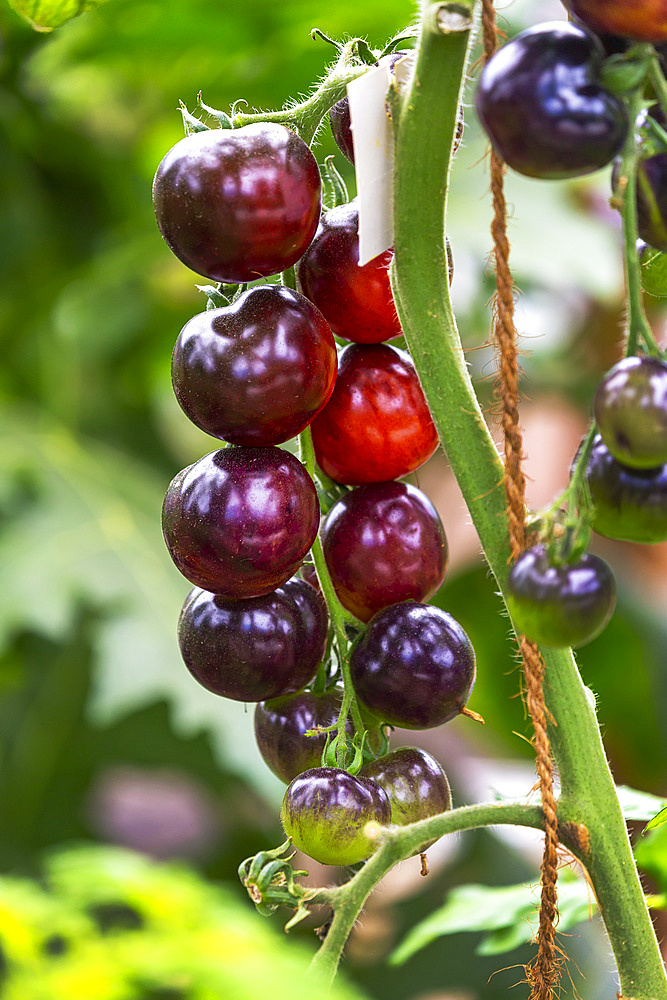 Close up of purple cherry tomatoes on the vine; Cornwall County, England