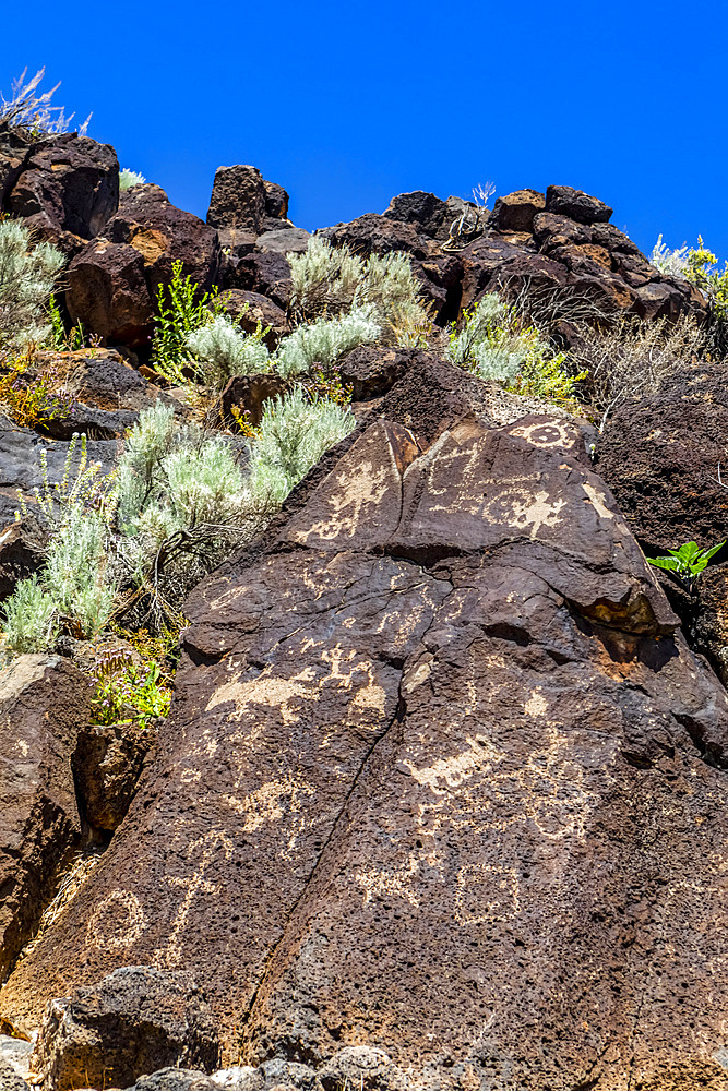 Petroglyphs on volcanic rock with sagebrush in Piedras Marcadas Canyon, Petroglyph National Monument on a sunny, spring afternoon; Albuquerque, New Mexico, United States of America