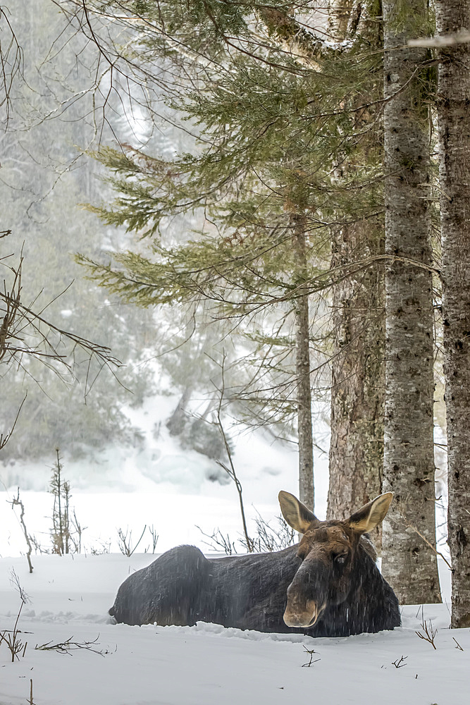 A bull moose (Alces americanus) is resting in the snow, Gaspesie National Park; Quebec, Canada