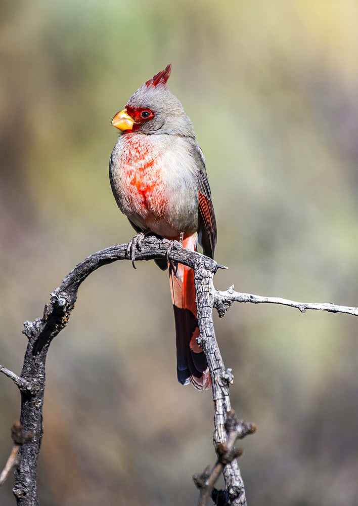 Male Pyrrhuloxia (Cardinalis sinuatus) perched on a dead branch in the foothills of the Chiricahua Mountains near Portal; Arizona, United States of America