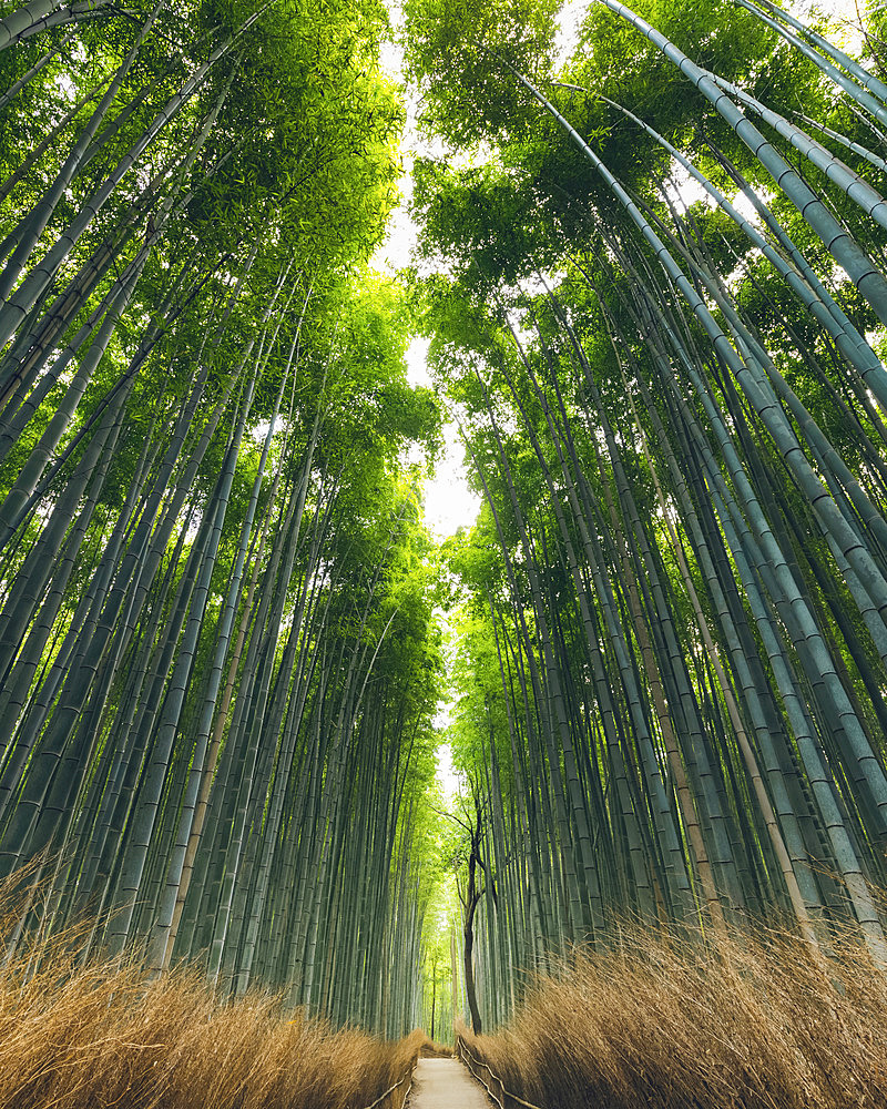 Kameyama bamboo forest; Kyoto, Kansai, Japan