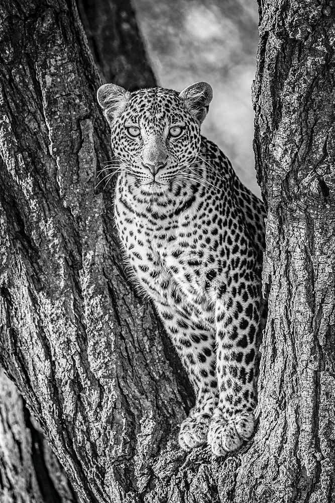 A leopard (Panthera pardus) sits in the forked trunk of a tree. It has a brown, spotted coat and is looking straight at the camera. Shot with a Nikon D850 in Serengeti National Park; Tanzania