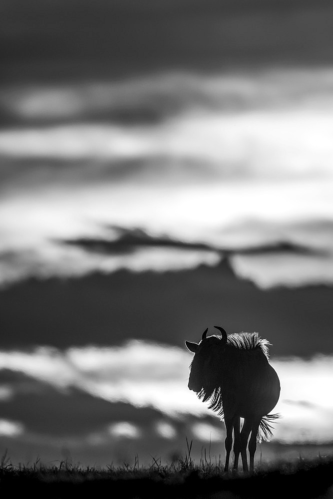 A blue wildebeest (Connochaetes taurinus) on the horizon is silhouetted against a yellow and black sky at sunset. Its horns are visible in outline, and it's standing with its head turned. Shot with a Nikon D850 in the Serengeti; Tanzania