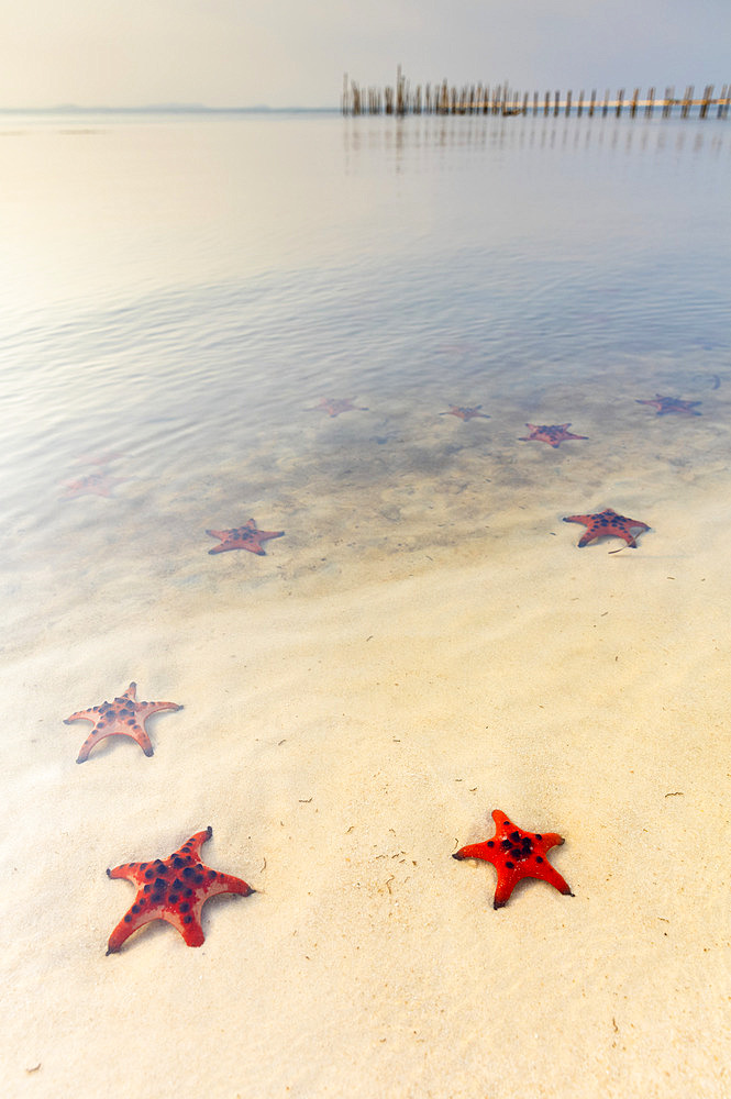 Starfish Beach with red starfish on the white sand in the shallow water along the coast; Phu Quoc, Vietnam