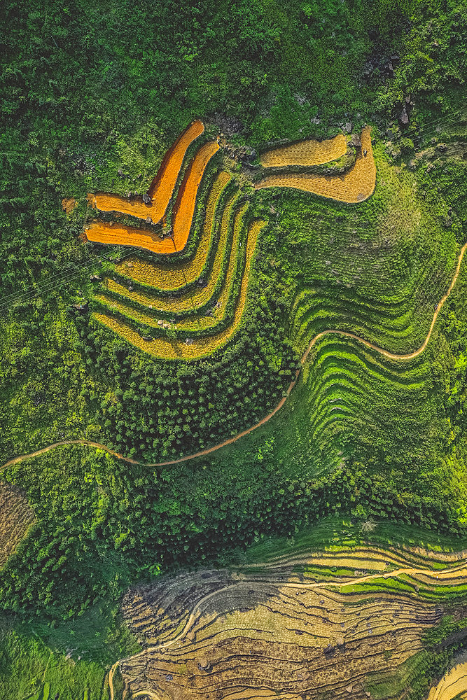 Drone view of rice terraces on the lush mountainside; Ha Giang Province, Vietnam