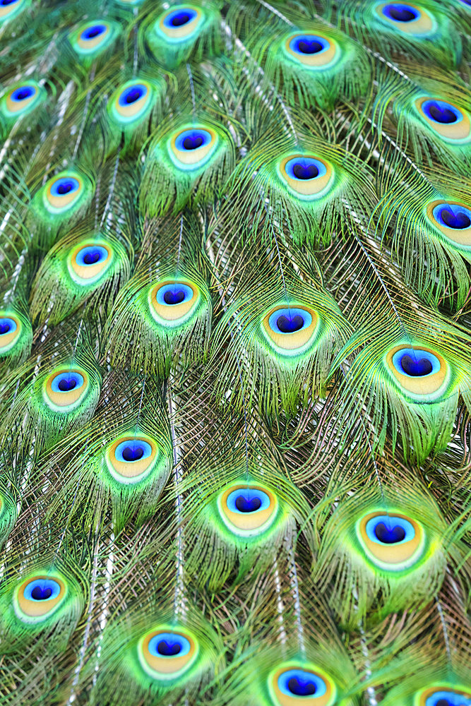 Detail of the eyespots on the plumage train of a peacock ; Colorado, United States of America