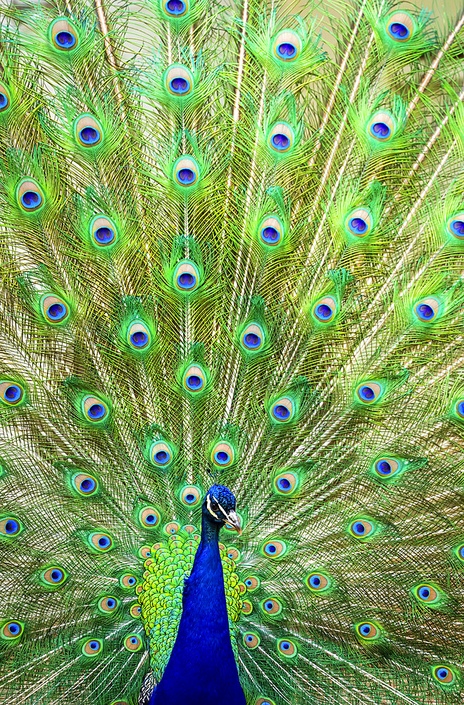 Indian peafowl (Pavo cristatus) proudly displaying the feathers of it's train; Fort Collins, Colorado, United States of America