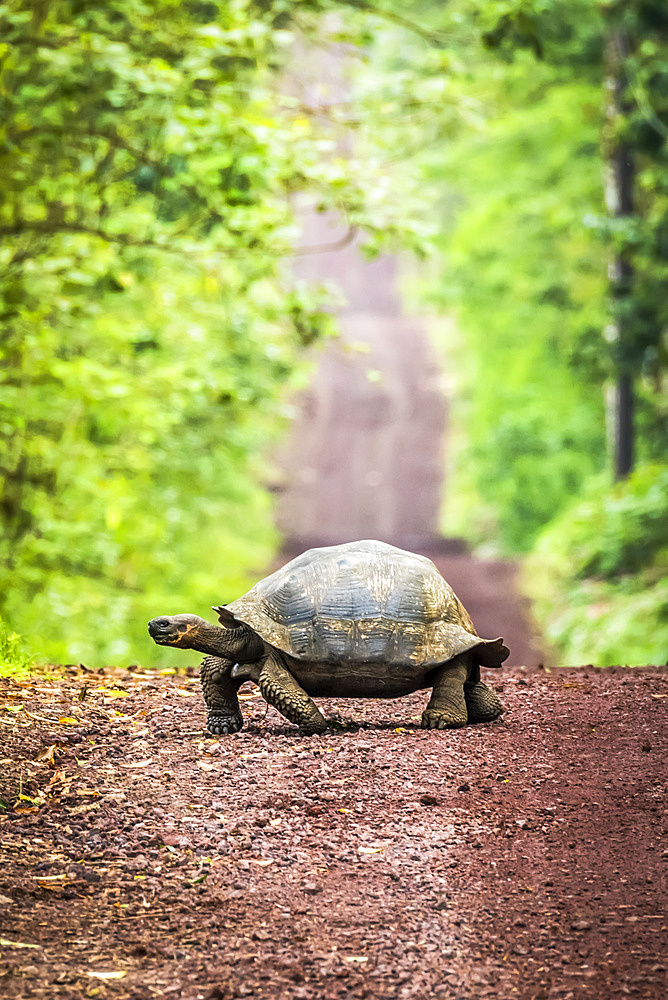 Galapagos giant tortoise (Chelonoidis nigra) lumbers slowly across a long, straight dirt road that stretches off to the horizon. Beyond the grass verge, there is dense forest on either side; Galapagos Islands, Ecuador