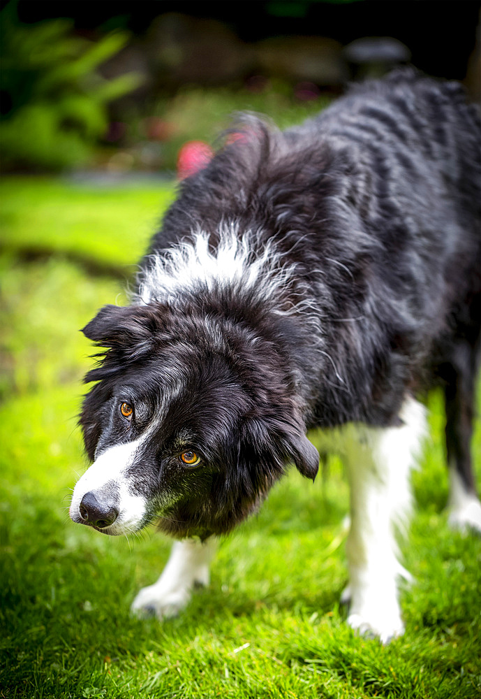 Border Collie in a yard; Surrey, British Columbia, Canada