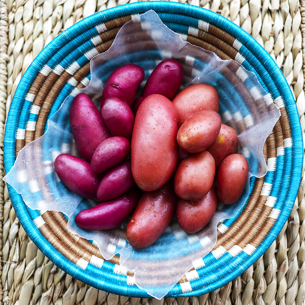 Woven basket full of fresh potatoes; Studio