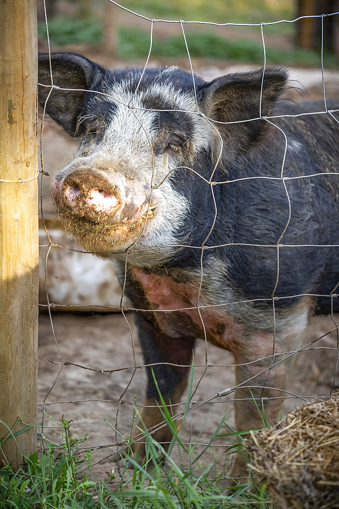 Pig on a farm peering through a wire fence at the camera; Armstrong, British Columbia, Canada