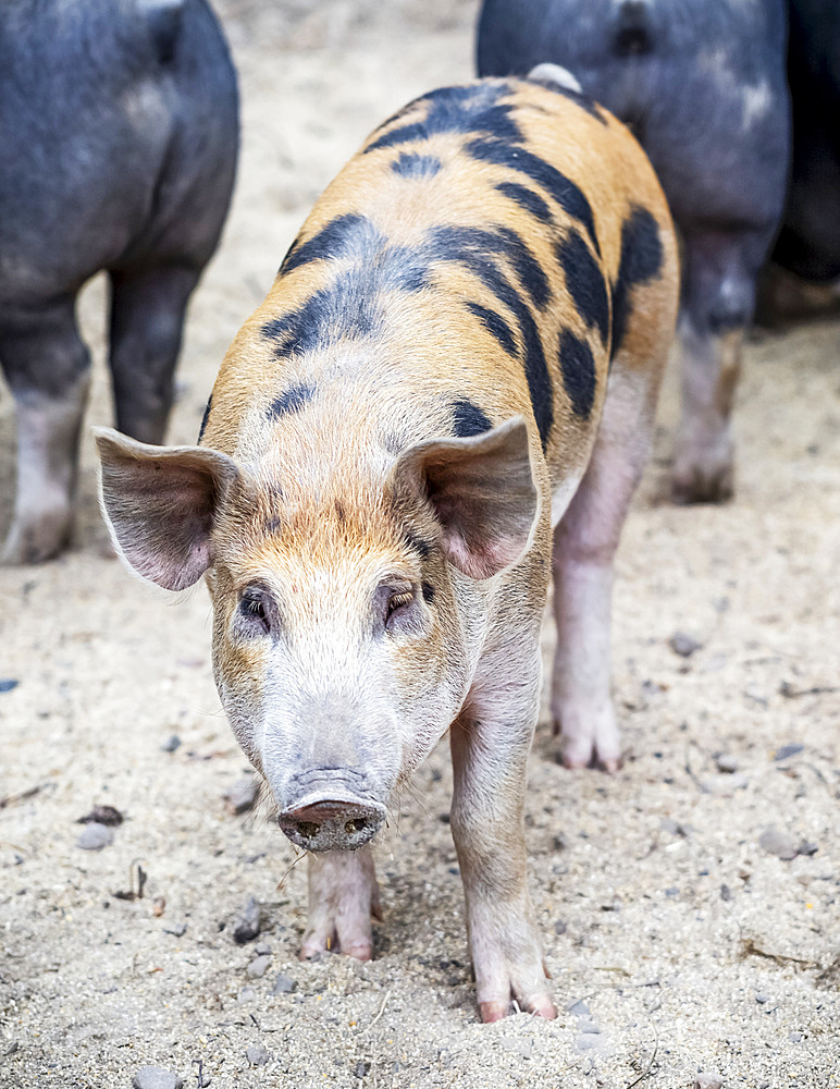 Pig on a farm looking at the camera; Armstrong, British Columbia, Canada