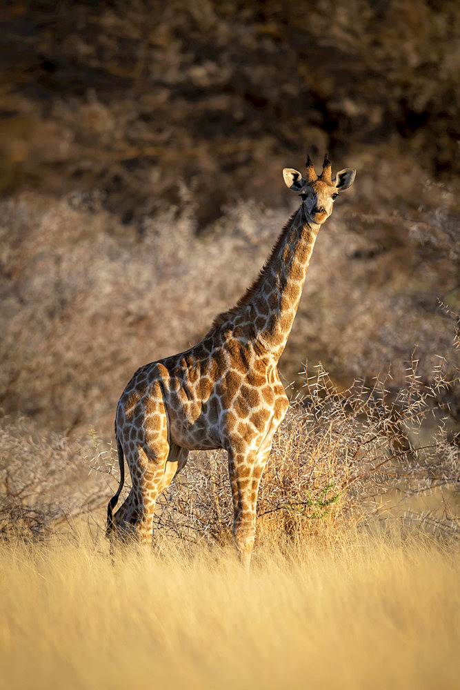 Young southern giraffe (Giraffa camelopardalis angolensis) stands staring in grass; Otavi, Otjozondjupa, Namibia