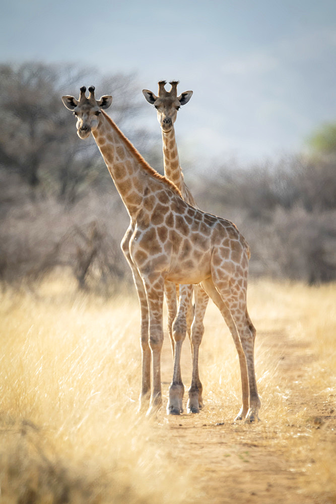 Two southern giraffes (Giraffa camelopardalis angolensis) stand on dirt track; Otavi, Otjozondjupa, Namibia