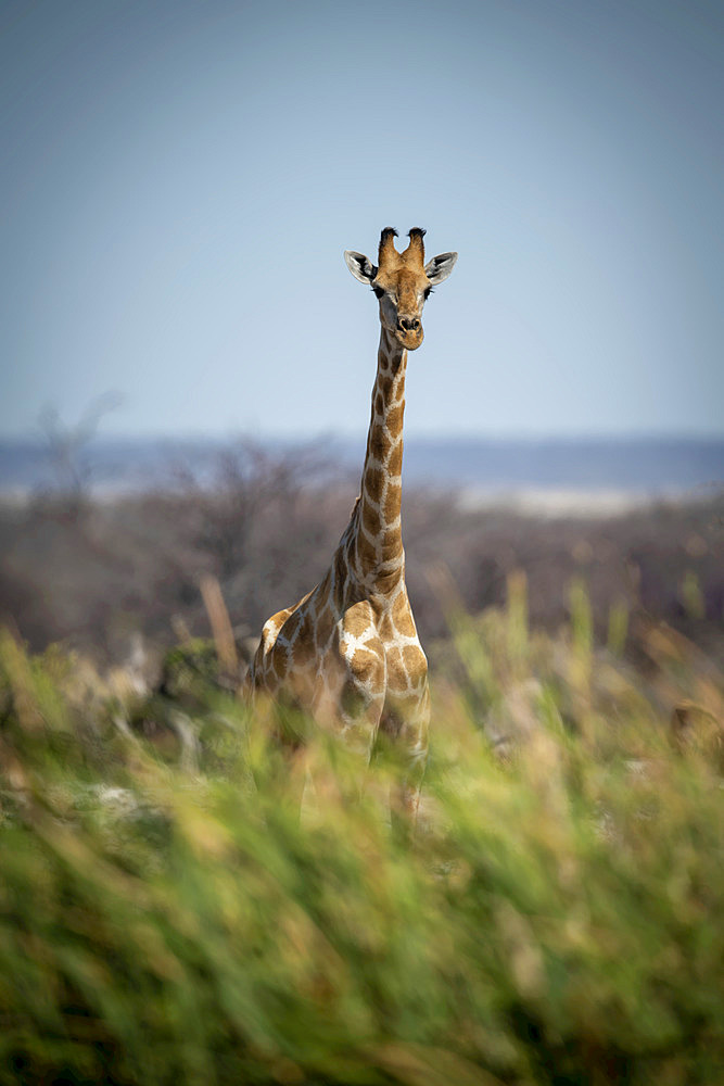 Southern giraffe (Giraffa camelopardalis angolensis) stands behind bushes near trees, Etosha National Park; Otavi, Oshikoto, Namibia