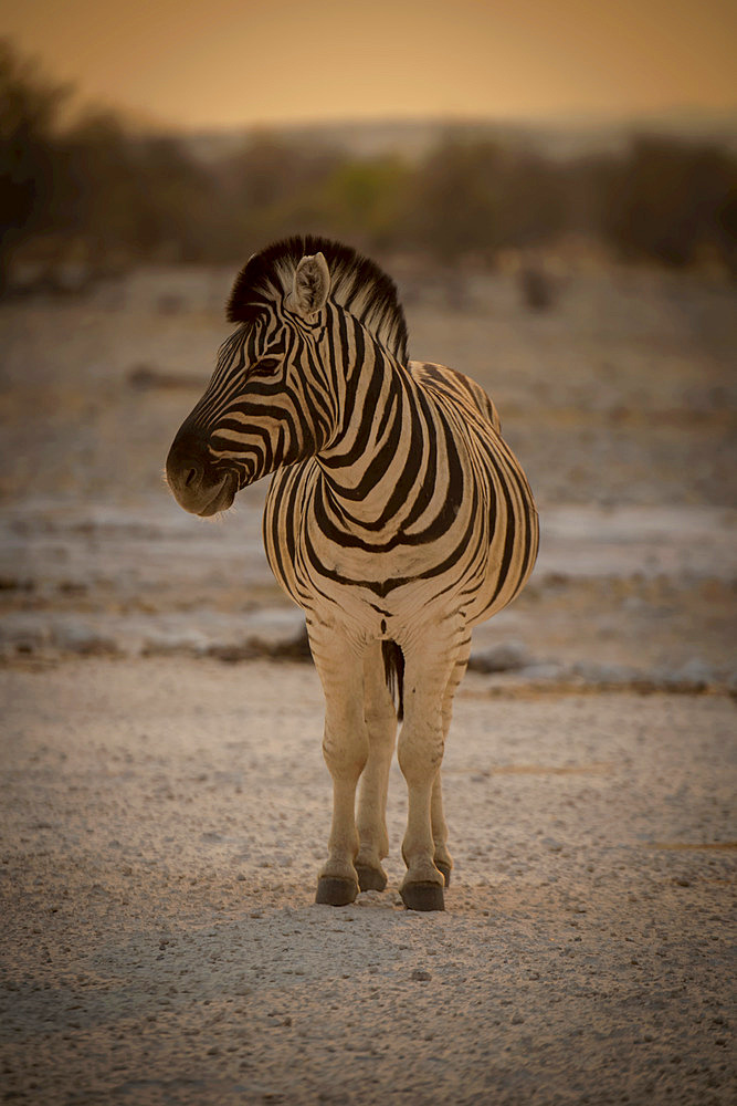 Plains zebra (Equus burchellii) stands on salt pan turning head, Etosha National Park; Otavi, Oshikoto, Namibia