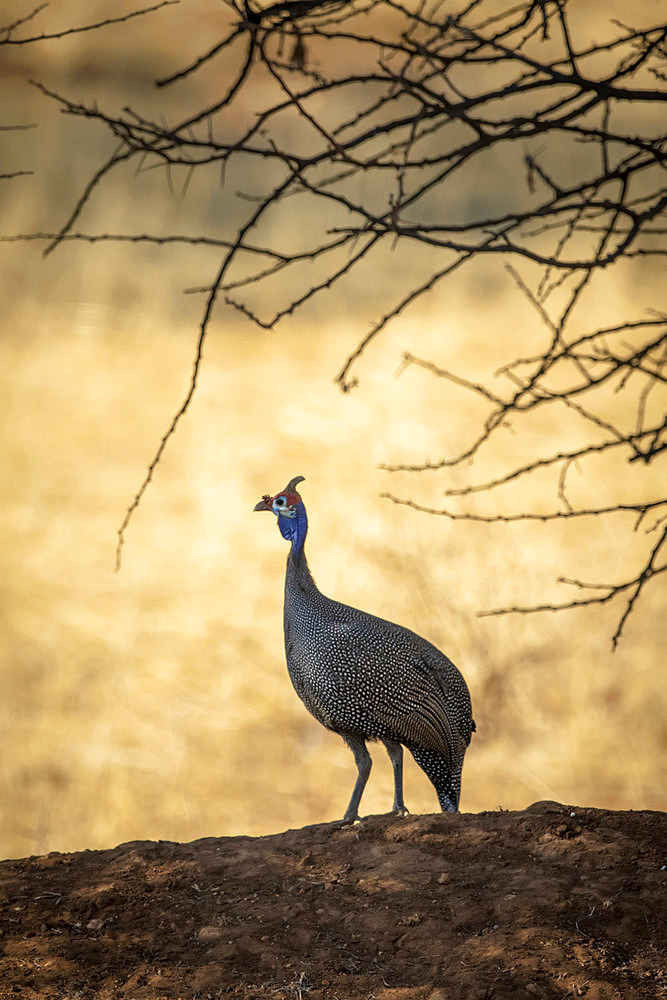 Helmeted guineafowl (Numida meleagris) on bank framed by branches; Otavi, Otjozondjupa, Namibia