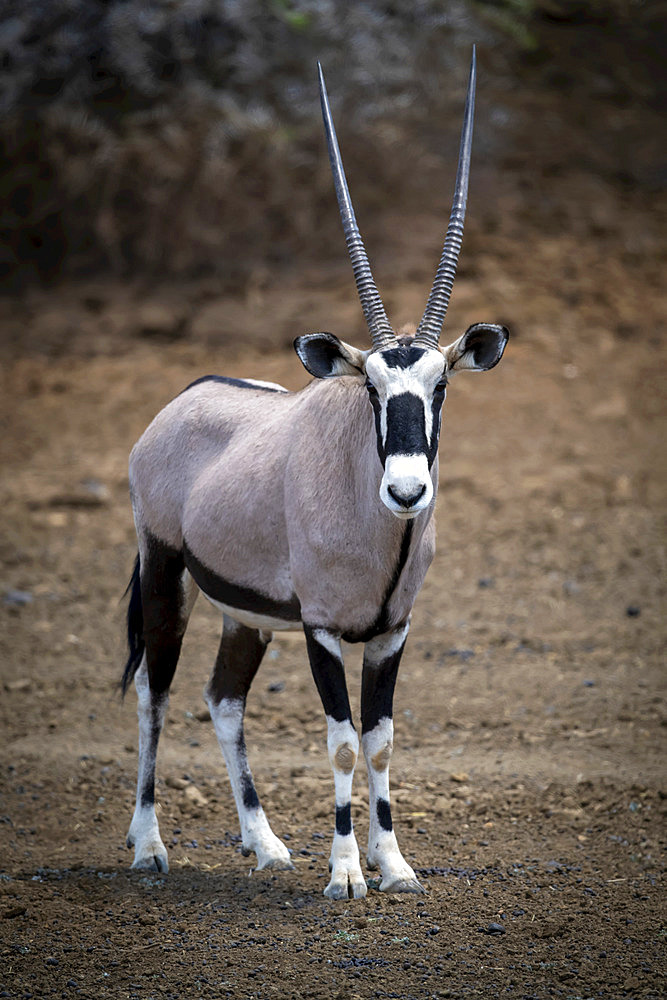 Gemsbok (Oryx gazella) standing on stony ground near bushes; Otavi, Otjozondjupa, Namibia