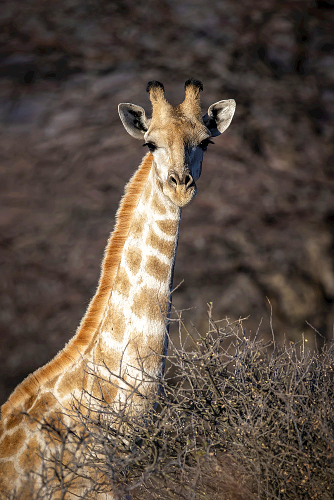 Close-up of southern giraffe (Giraffa camelopardalis angolensis) amongst bushes staring; Otavi, Otjozondjupa, Namibia