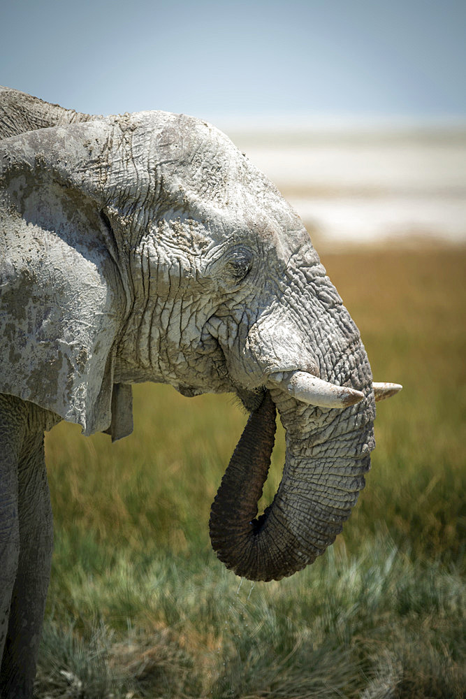 Close-up of an African bush elephant (Loxodonta africana) drinking from grassy waterhole with its trunk curled into its mouth on the savanna in Etosha National Park; Otavi, Oshikoto, Namibia