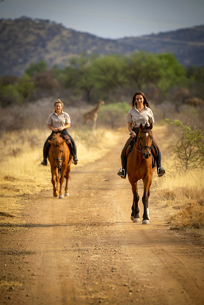 Two women riding horses (Equus ferus caballus) on a dirt road traveling through the bush at the Gabus Game Ranch with a southern giraffe (Giraffa camelopardalis angolensis) in the background; Otavi, Otjozondjupa, Namibia