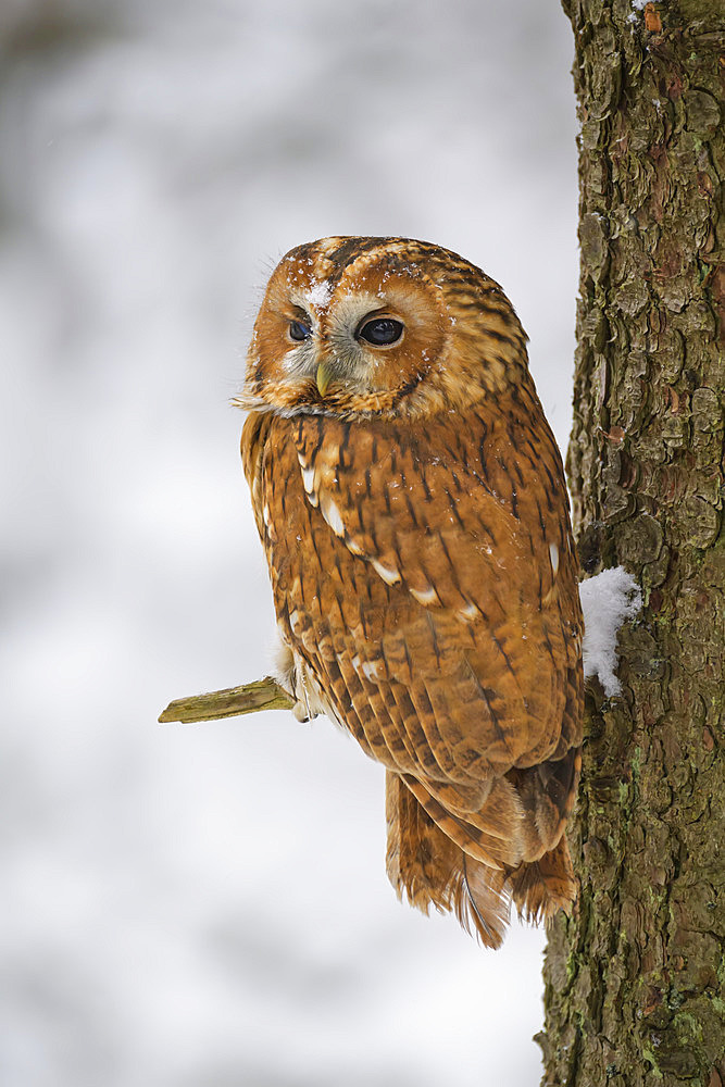 Tawny owl (Strix aluco) in a tree in winter; Europe