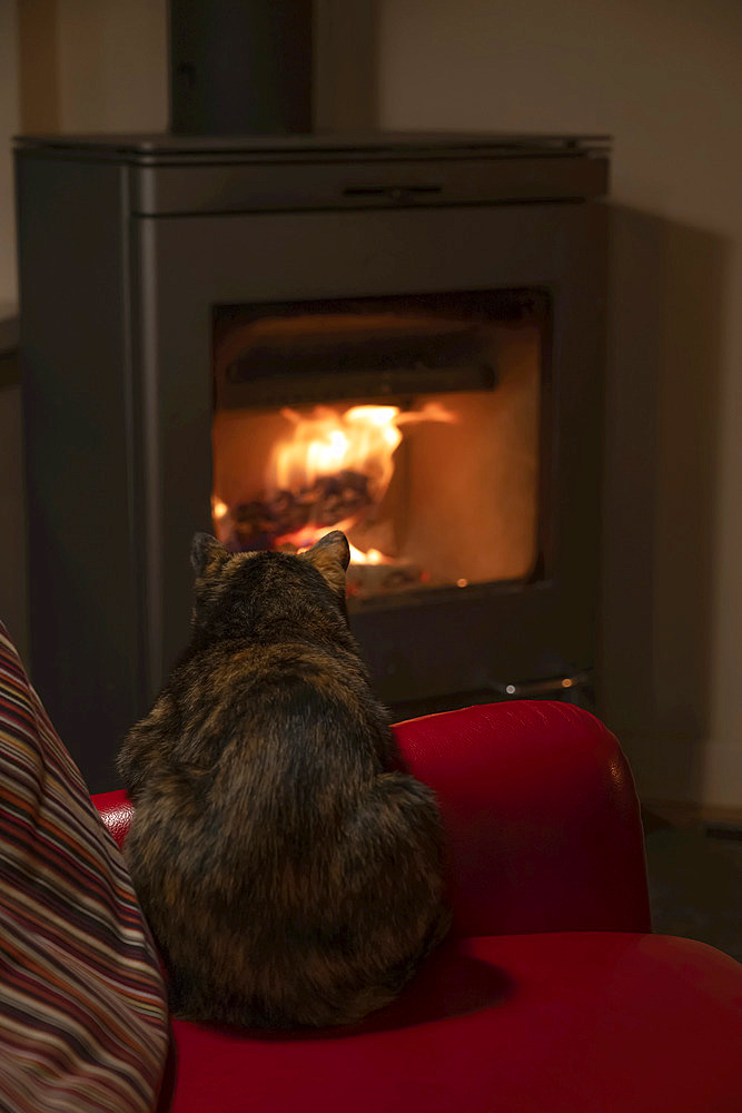 A cat sits on the chair and enjoys the heat of a fireplace; Haines Junction, Yukon, Canada