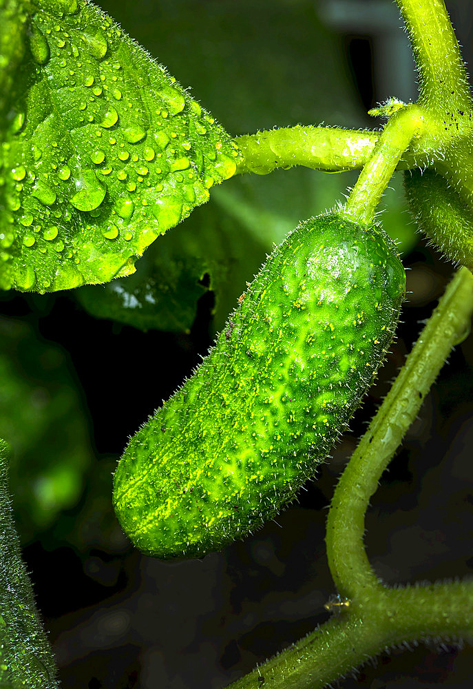 Close up of a cucumber (Cucumis Sativus) on the vine with water droplets; Calgary, Alberta, Canada