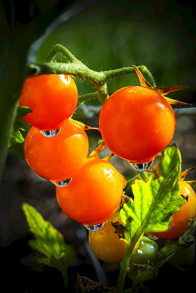 Close up of orange cherry tomatoes on the vine with water droplets; Calgary, Alberta, Canada