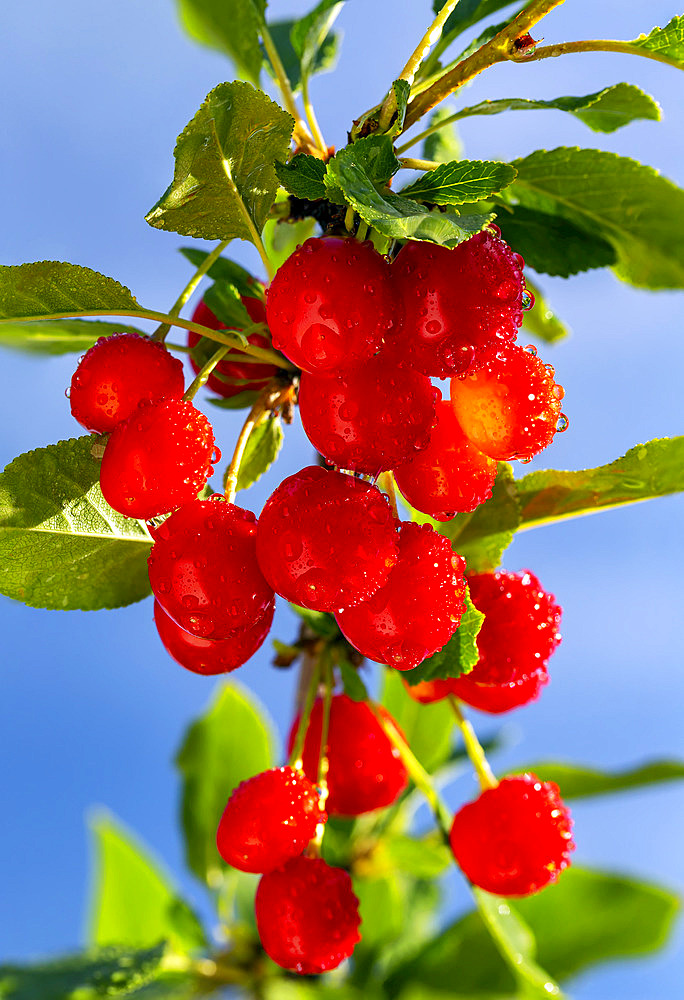 Close up of bright red cherries (Prunus avium) on a tree with blue sky in the background; Calgary, Alberta, Canada