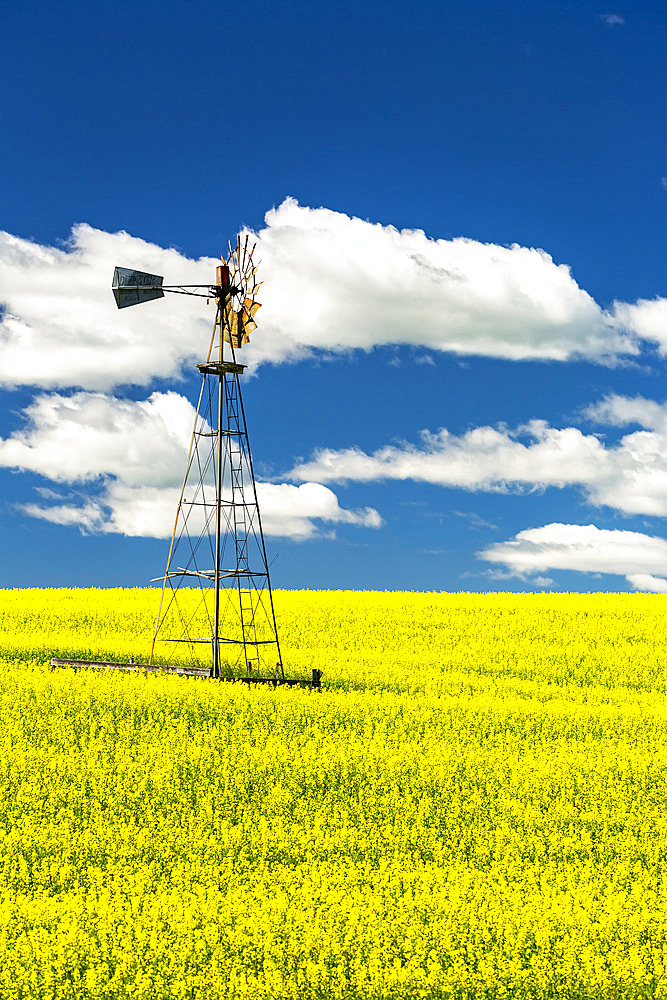 Flowering canola field with an old wind mill tower in the middle, with a blue sky and white, puffy clouds; North of Three Hills, Alberta, Canada