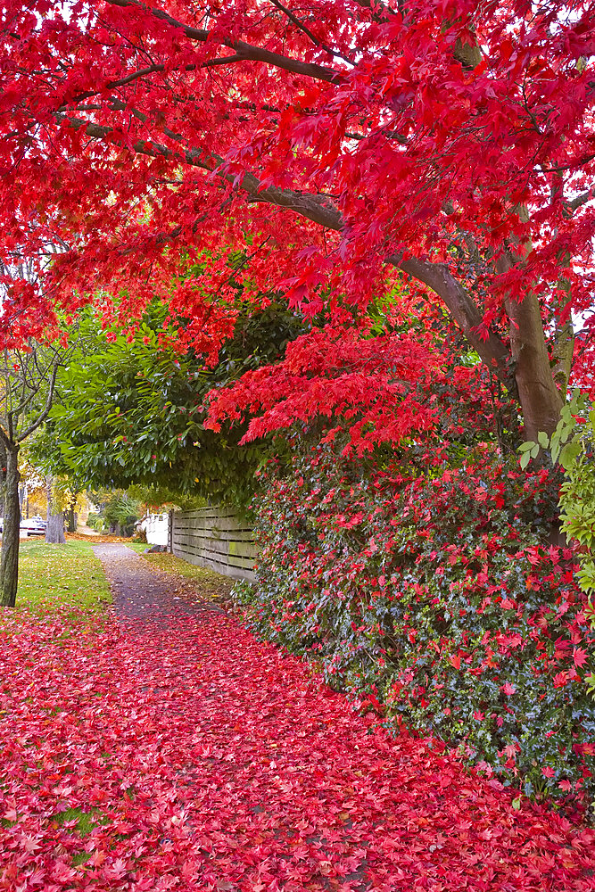 14th Avenue, West Point Grey, Vancouver, British Columbia, Canada