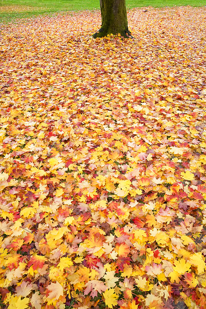 Autumn, Almond Park, Kitsilano, Vancouver, British Columbia, Canada