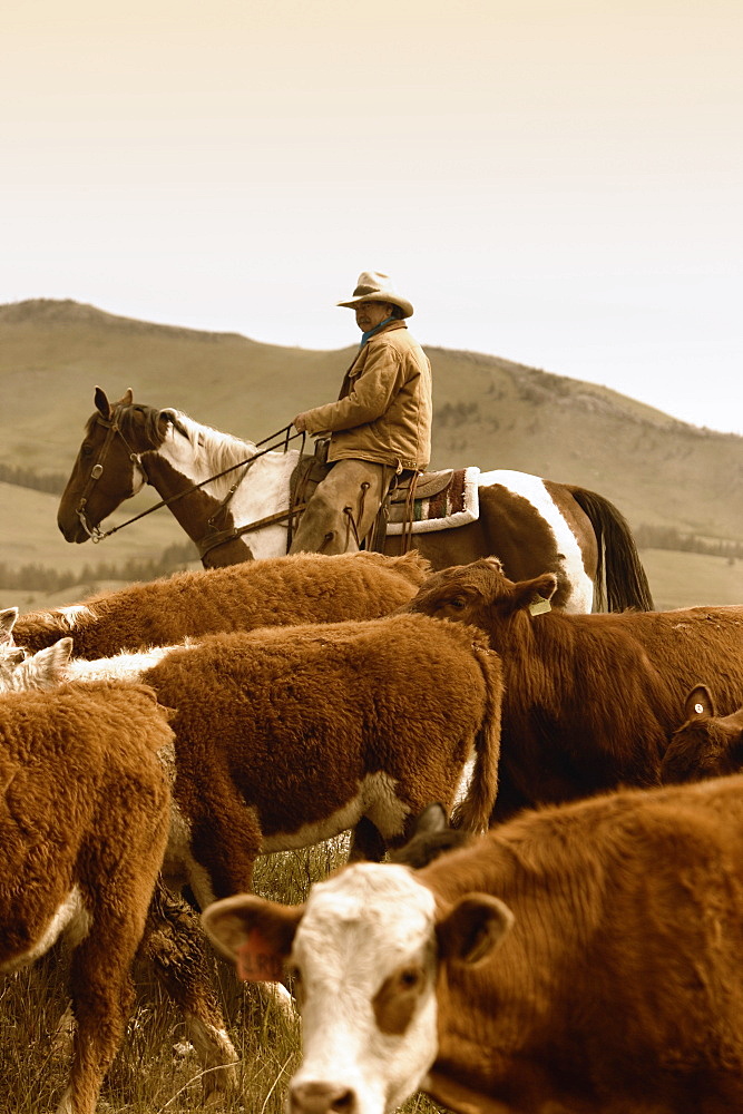 Rancher And Cattle, Southern Alberta, Canada