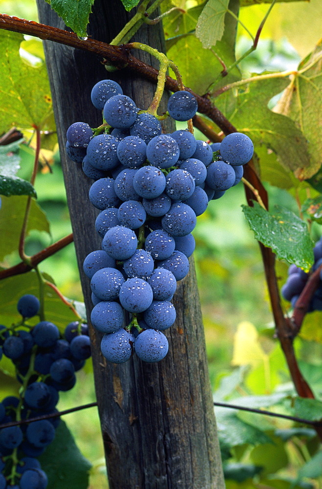 Grapes On A Vine