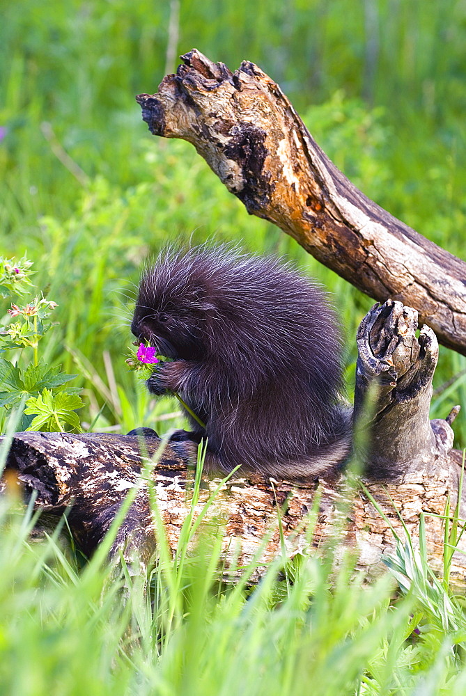 Porcupine Baby Eating Flower